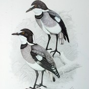 White-tailed Shrike